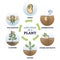 Life cycle of plant with seeds growth in biological labeled outline diagram