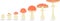 Life cycle of red fly agaric mushroom. Stages of fly agaric (Amanita muscaria) fruiting body matures