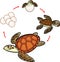 Life cycle of sea turtle. Sequence of stages of development of turtle from egg to adult animal