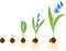Life cycle of Siberian squill or Scilla siberica. Stages of growth from bulb to flowering plant