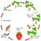 Life cycle of a strawberry plant on a white background.