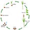 Life cycle of a sugar cane plant on a white background.