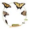 Life cycle of the Tiger Swallowtail