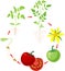 Life cycle of tomato plant. Stages of growth from seed and sprout to adult plant and ripe red fruits