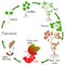 Life cycle of a viburnum plant on a white background.