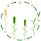 Life cycle of a wheat plant plant on a white background.