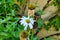 Life and death of a Leucanthemum bloom