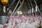 Life on the farm. Shot of a flock of turkeys grouped together in a barn where they get fed.