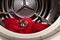 Life with ferrets - ferret found in drying machine and red towell as hiding place