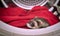 Life with ferrets - ferret found in drying machine and red towell as hiding place