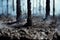 Life after fire in forest dramatic scorched earth natural background with burnt tree trunk and charred ash soil. Nature