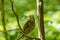 Life of forest birds in the forest in the warm summer