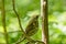 Life of forest birds in the forest in the warm summer