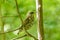 Life of forest birds in the forest in the warm summer