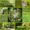 Life of the forest. Conceptual collage of green color.