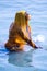 Life on the Ganges: woman in a bright yellow or orange sari bathing in the Ganges as religious ritual. beautiful color contrasts.