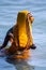 Life on the Ganges: woman in a bright yellow or orange sari bathing in the Ganges as religious ritual. beautiful color contrasts.