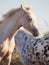 Life in herd.pony foal at freedom