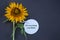 Life inspirational quote and sunflower - Do everything with love. On dark blue background.