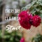 Life inspirational quotes - Every day is a fresh start