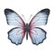 Life-like Illustration Of Blue Pink Butterfly On White Background