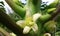 life papaya flower colombia