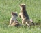 Life on the Plains Swift Fox Kits playing