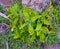 Life Plant growing wild in Rodrigues Island, Mauritius