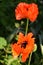 Life of a Poppy Flower- Turkenlouis red, highly fringed