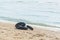 Life ring from Inner tube black color on beach in Thailand