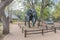 Life-size elephant statue at Letaba Rest Camp