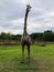 a life size giraffe, made out of recycled metal objects