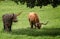 Life size metal sculpture of Highland long horn cow alongside a real Highland cow in a field in Somerset,