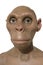 Life-sized Erectus bust. Front view