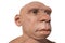 Life-sized Neanderthal bust