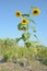 Life tall sunflower in wild closeup with yellow flowers