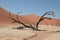 Life to the limit in the desert of Namib