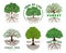 Life tree emblem template. Wisdom and harmony trees with roots, vibrant leaves on branches vector illustration set