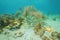 Life underwater on a shallow seabed Caribbean sea