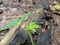 Life will find the way. New plants growing on the former burned forest.