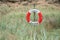 A lifebuoy sign in the dunes of laholm standing in the gras of melbystrand Sweden