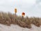 An lifebuoy, sign on the shore under a cloudy sky. Dry grass. Seaside landscape