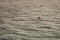 A lifebuoy on the surface of a waving sea.