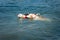 Lifeguard dog, rescue demonstration with the dogs in the water