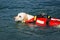 Lifeguard dog, rescue demonstration with the dogs in the water