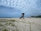 Lifeguard tower stand in Tayrona National Park tropical Caribbean palm tree coast sand beach Colombia South America