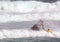 Lifeguards practicing ocean rescues