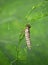 Lifeless shell, exuvia, of a dragonfly larva