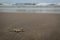 A lifeless star fish drifted away to the sea shore with the ocean waves in the background