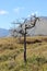 lifeless tree stands as a poignant sentinel of nature\'s cycles